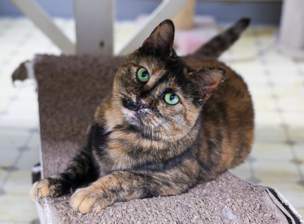 Alaina-Very Shy, a Adoptable mixed breed in Anchorage, AK image 2/6