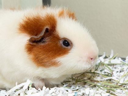 Spotty, a Adoptable mixed breed in Longmont, CO image 1/2