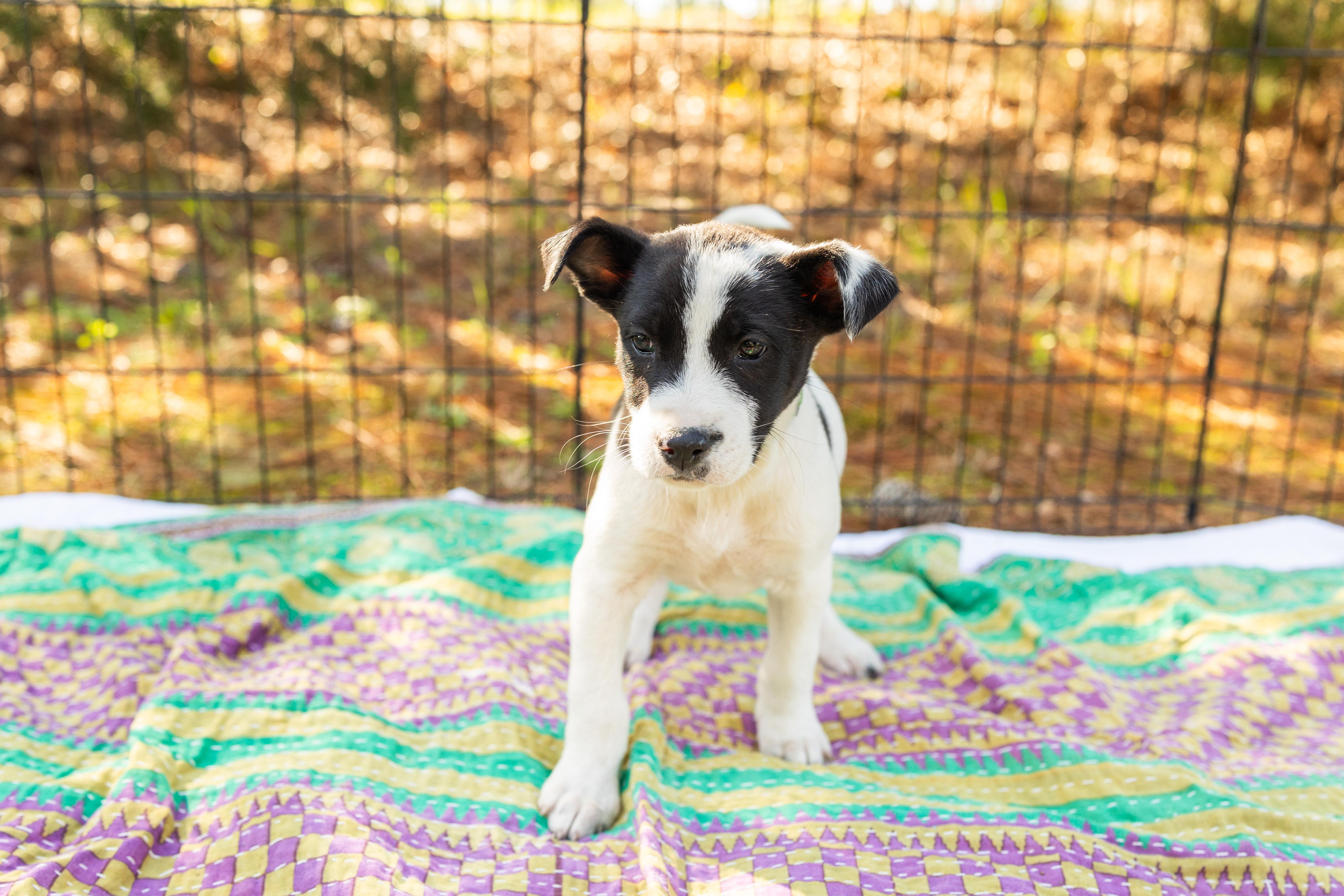 Enlarge MAX, an adopted Mixed Breed in Newborn, GA image 1/4