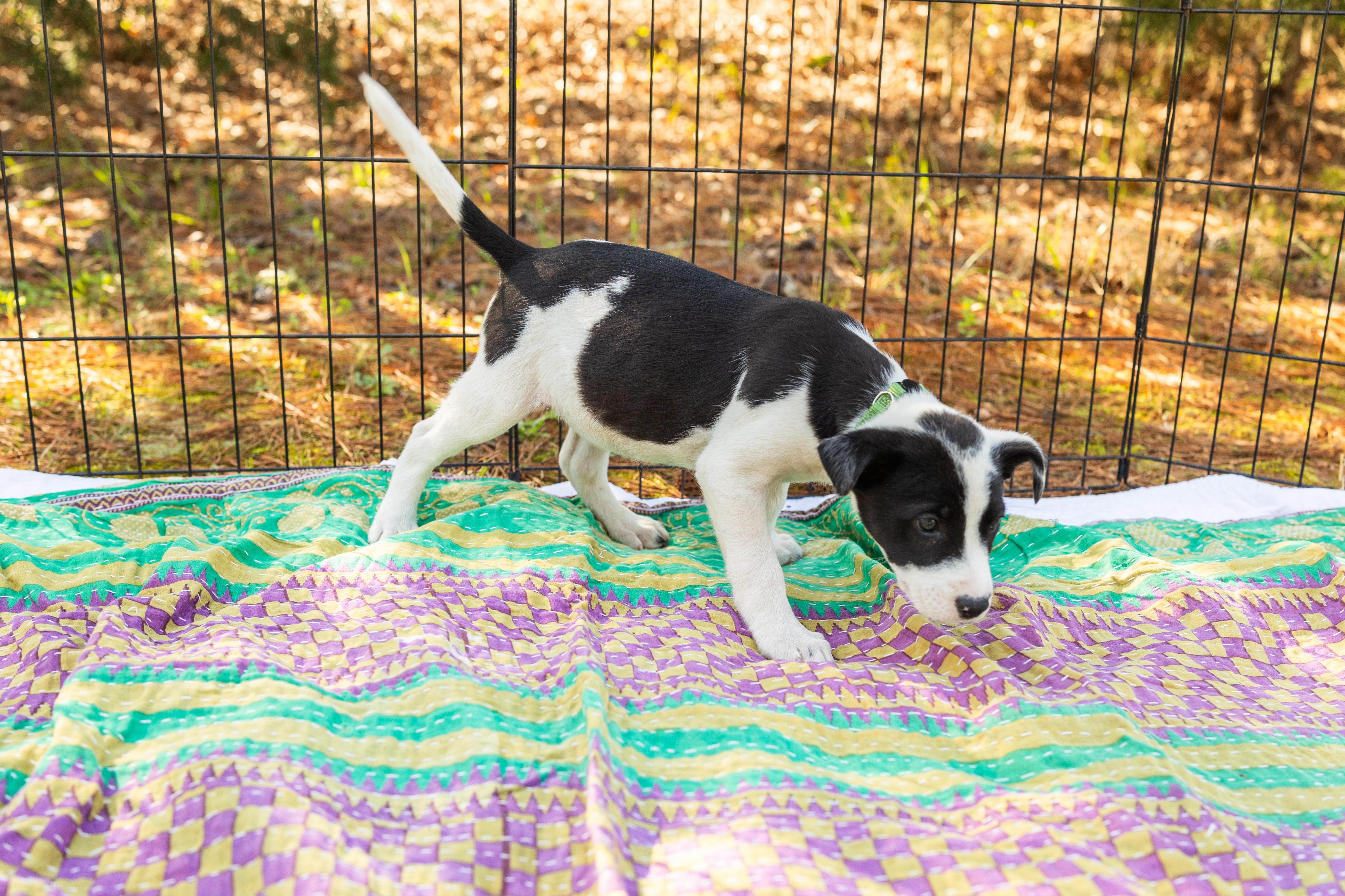 Enlarge MAX, an adopted Mixed Breed in Newborn, GA image 2/4