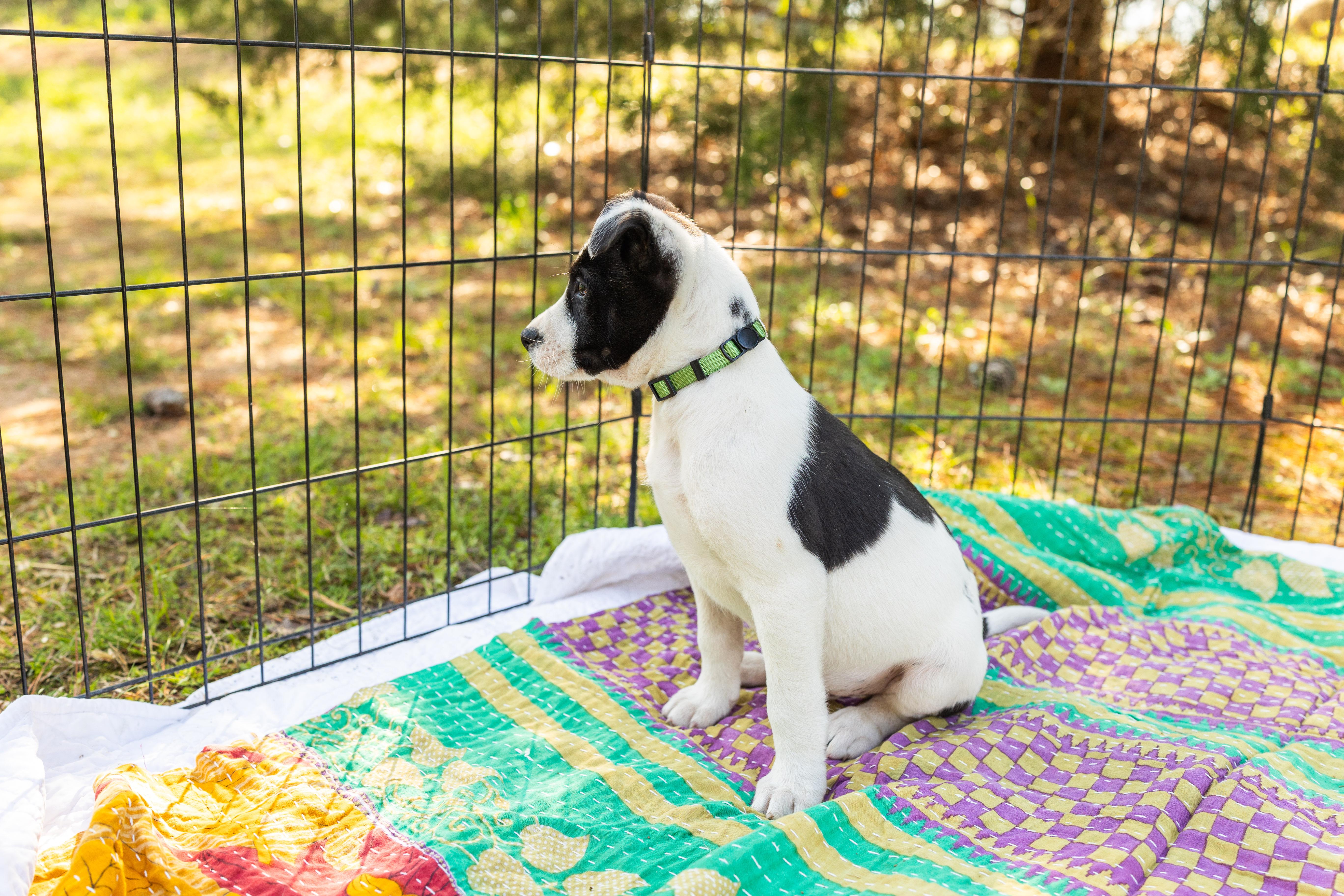 Enlarge MAX, an adopted Mixed Breed in Newborn, GA image 4/4