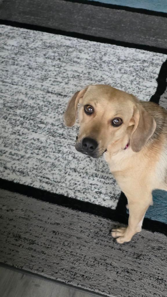 Enlarge Roxy, a Adopted Labrador Retriever in Arlington, TX image 2/6