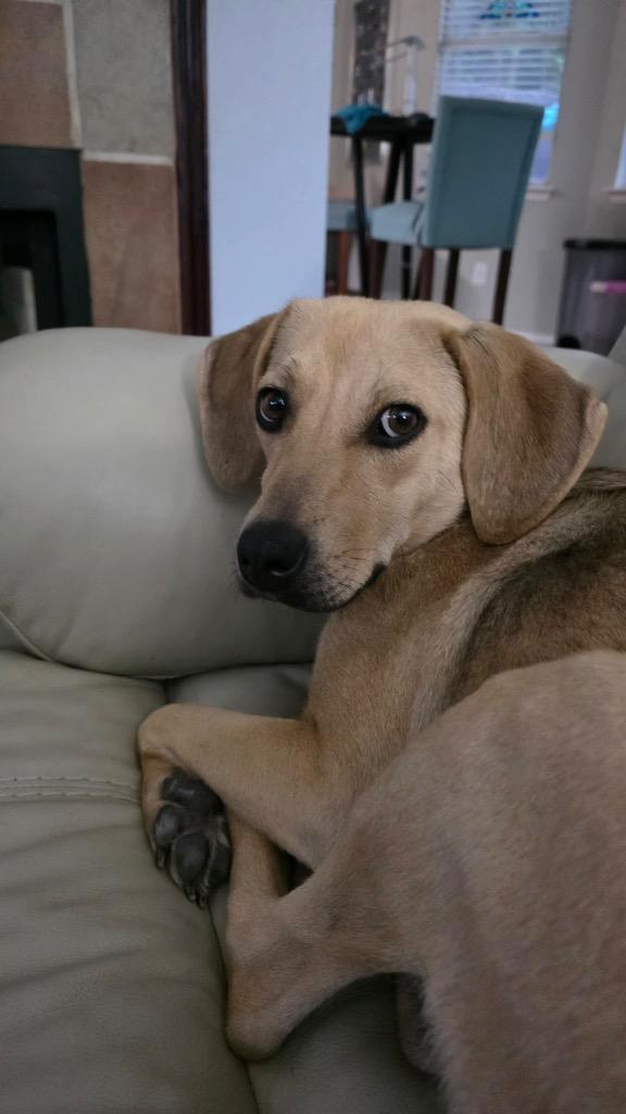 Enlarge Roxy, a Adopted Labrador Retriever in Arlington, TX image 6/6