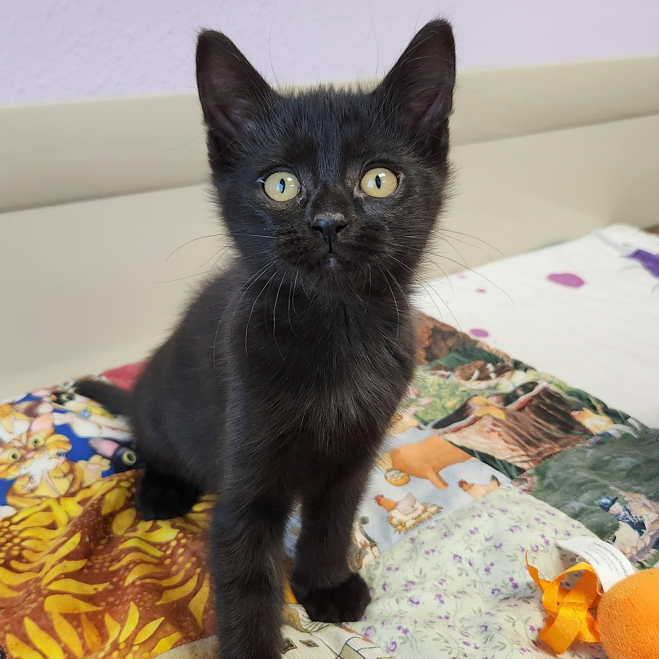 Terzo, adopted, Kitten Male Domestic Short Hair.