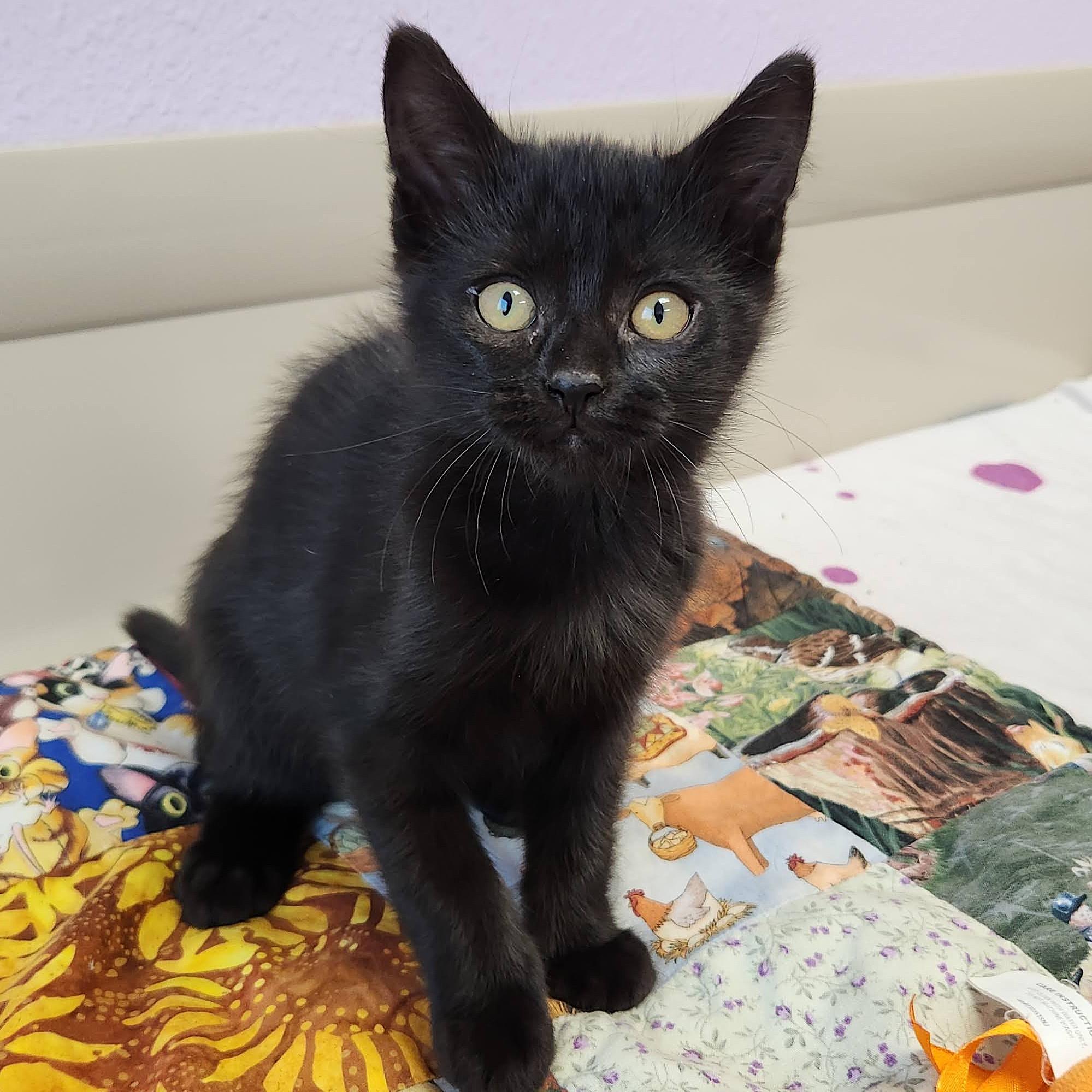 Terzo, an adopted Domestic Short Hair in Marshfield, WI image 3/5