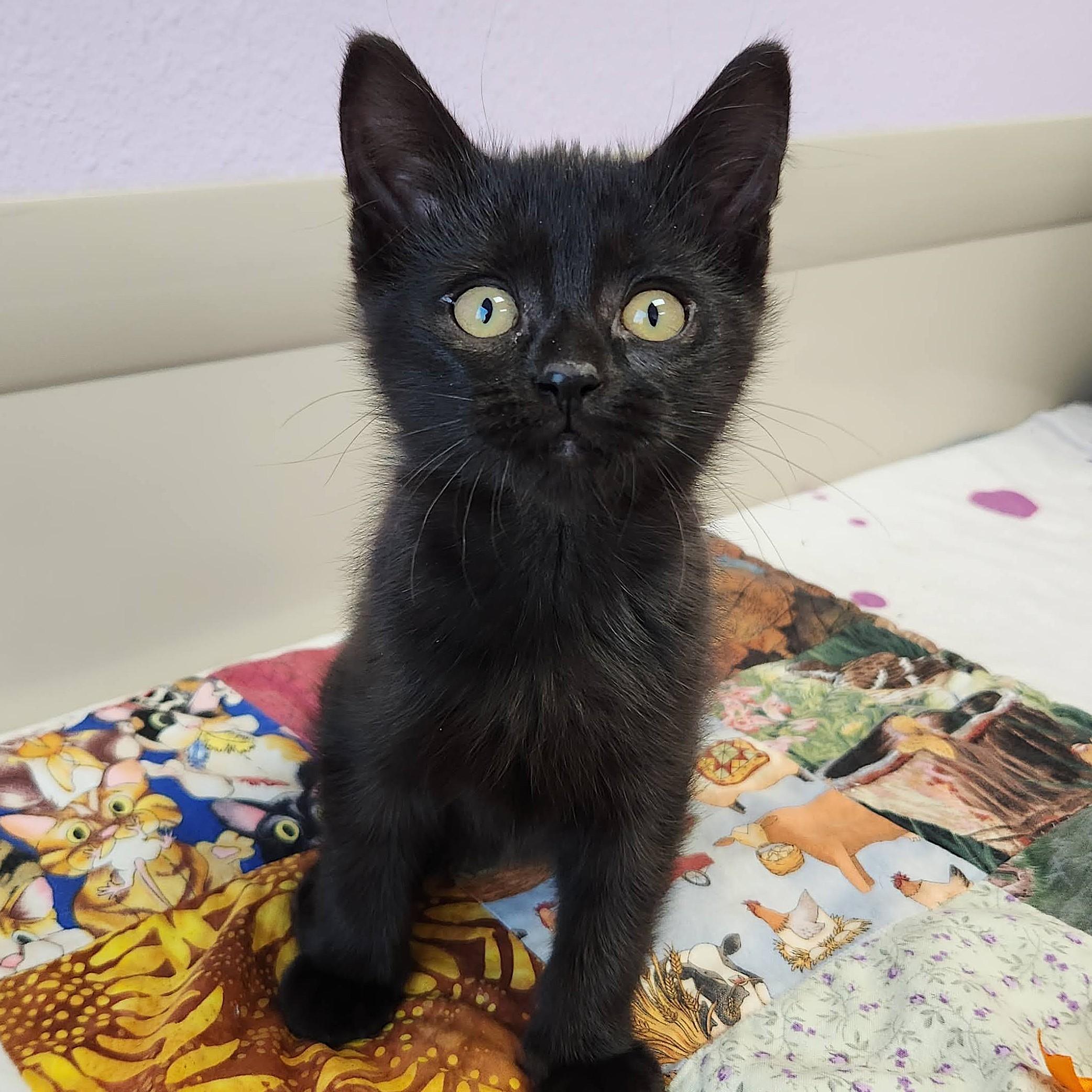 Terzo, an adopted Domestic Short Hair in Marshfield, WI image 2/5