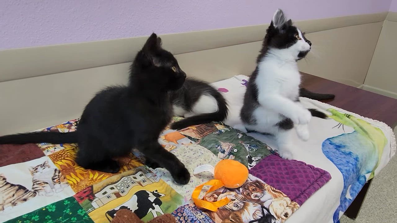 Enlarge Terzo, an adopted Domestic Short Hair in Marshfield, WI video 5/5