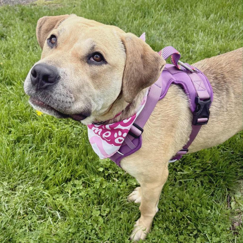 Kai, Adoptable, Young Female Yellow Labrador Retriever.