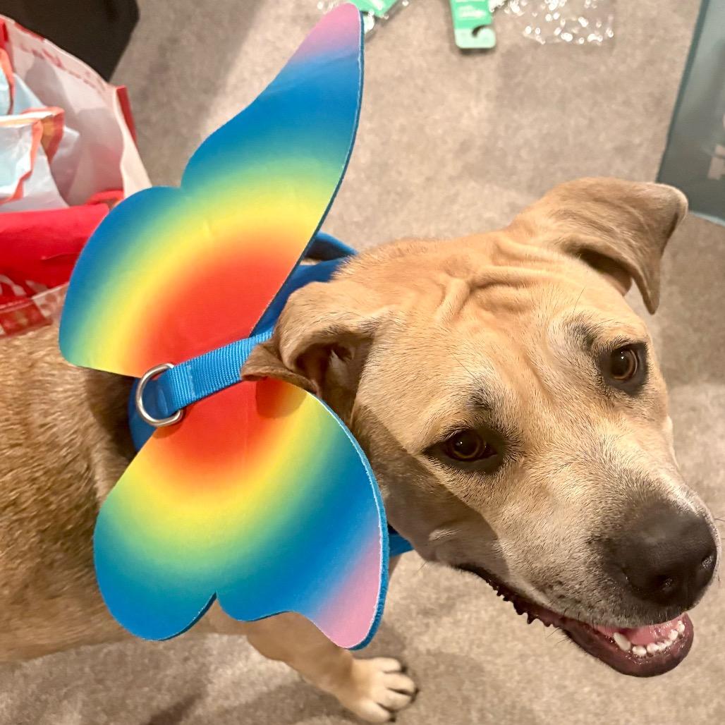 Kai, Adoptable, Young Female Yellow Labrador Retriever.