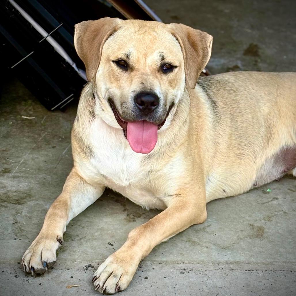 Enlarge Kai, a Adoptable Yellow Labrador Retriever in Ferndale, MI image 2/6