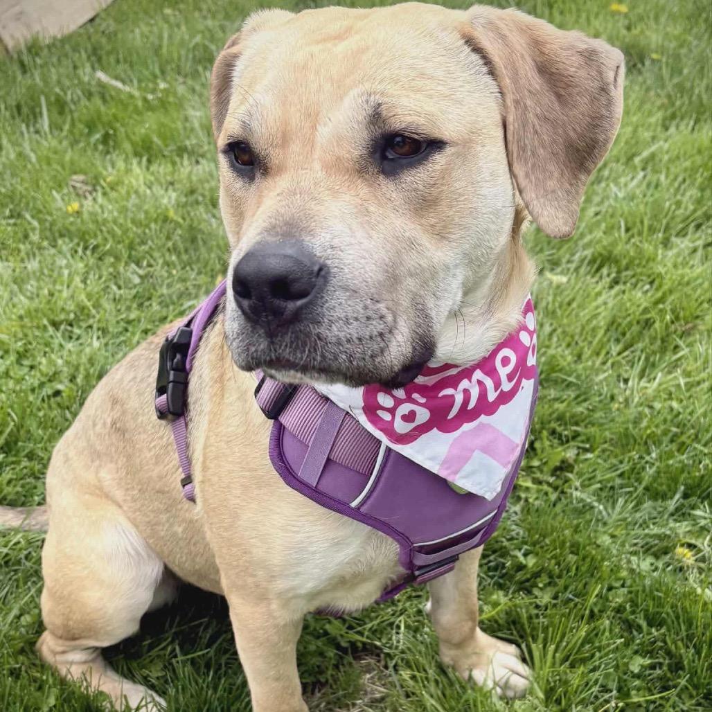 Enlarge Kai, a Adoptable Yellow Labrador Retriever in Ferndale, MI image 3/6