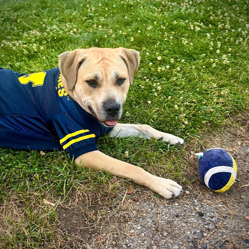 Enlarge Kai, a Adoptable Yellow Labrador Retriever in Ferndale, MI image 3/6