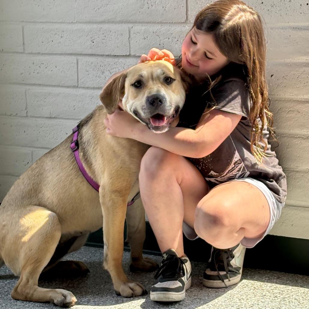 Enlarge Kai, a Adoptable Yellow Labrador Retriever in Ferndale, MI image 4/6