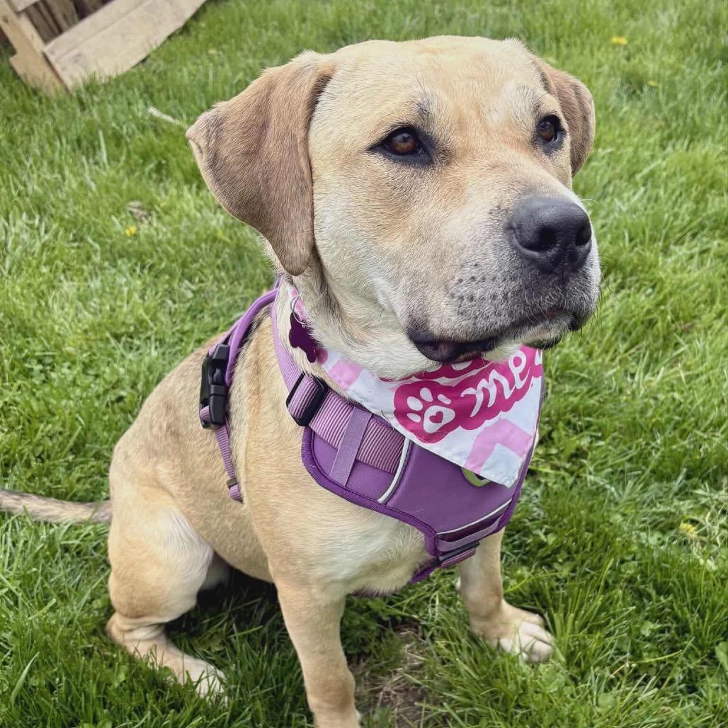 Enlarge Kai, a Adoptable Yellow Labrador Retriever in Ferndale, MI image 6/6