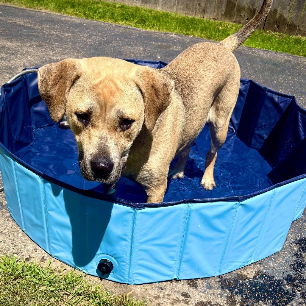 Enlarge Kai, a Adoptable Yellow Labrador Retriever in Ferndale, MI image 6/6