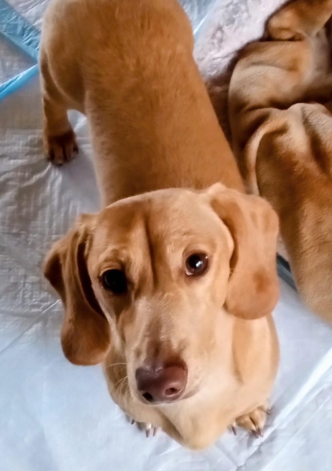 Jenson-ADOPTED!!, Adopted, Young Male Dachshund.