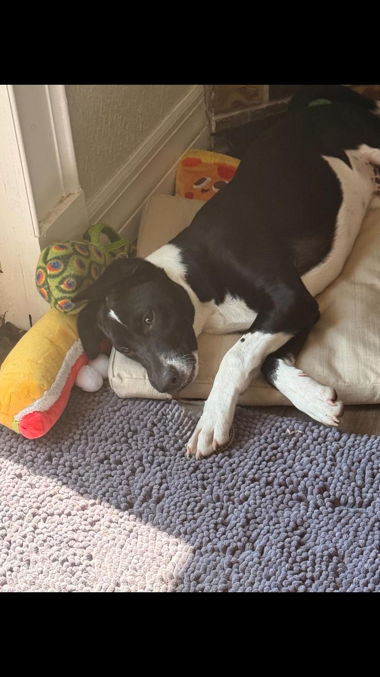 Enlarge Felix, a ADOPTABLE mixed breed in Pensacola, FL image 3/4