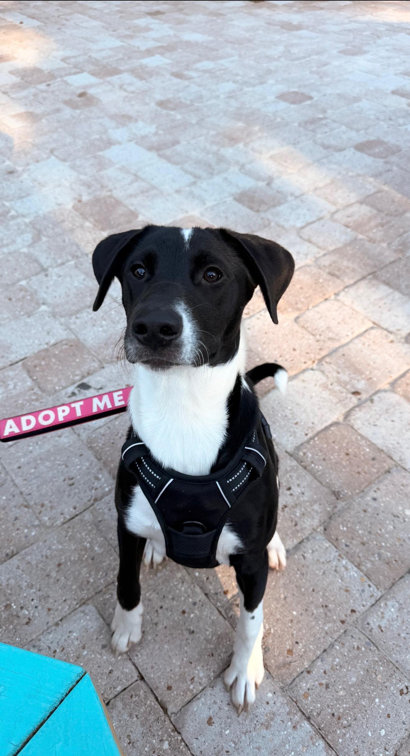 Felix, a ADOPTABLE mixed breed in Pensacola, FL image 1/2