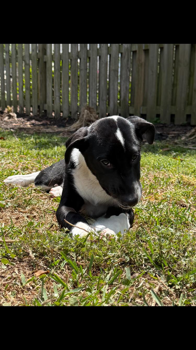 Enlarge Felix, a ADOPTABLE mixed breed in Pensacola, FL image 4/4
