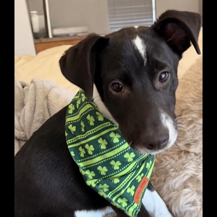 Enlarge Felix, a ADOPTABLE mixed breed in Pensacola, FL image 1/5