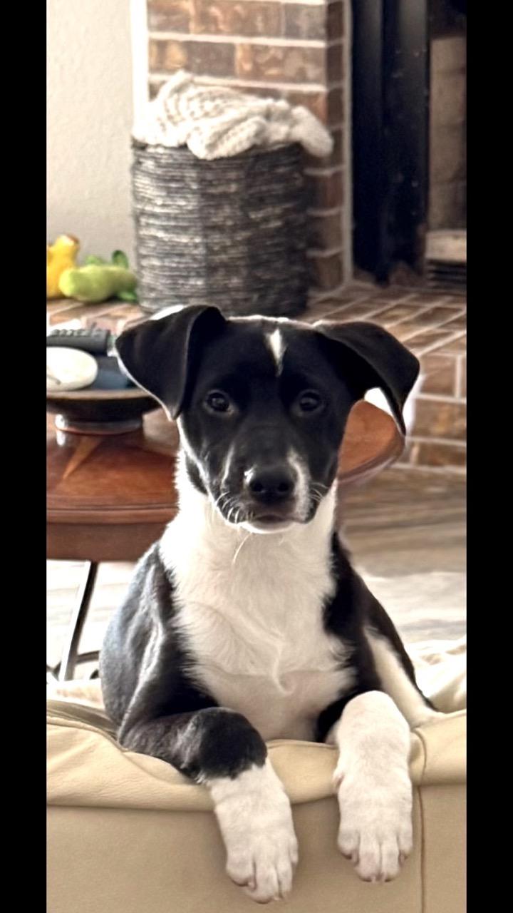 Felix, ADOPTABLE, Young Male Border Collie.