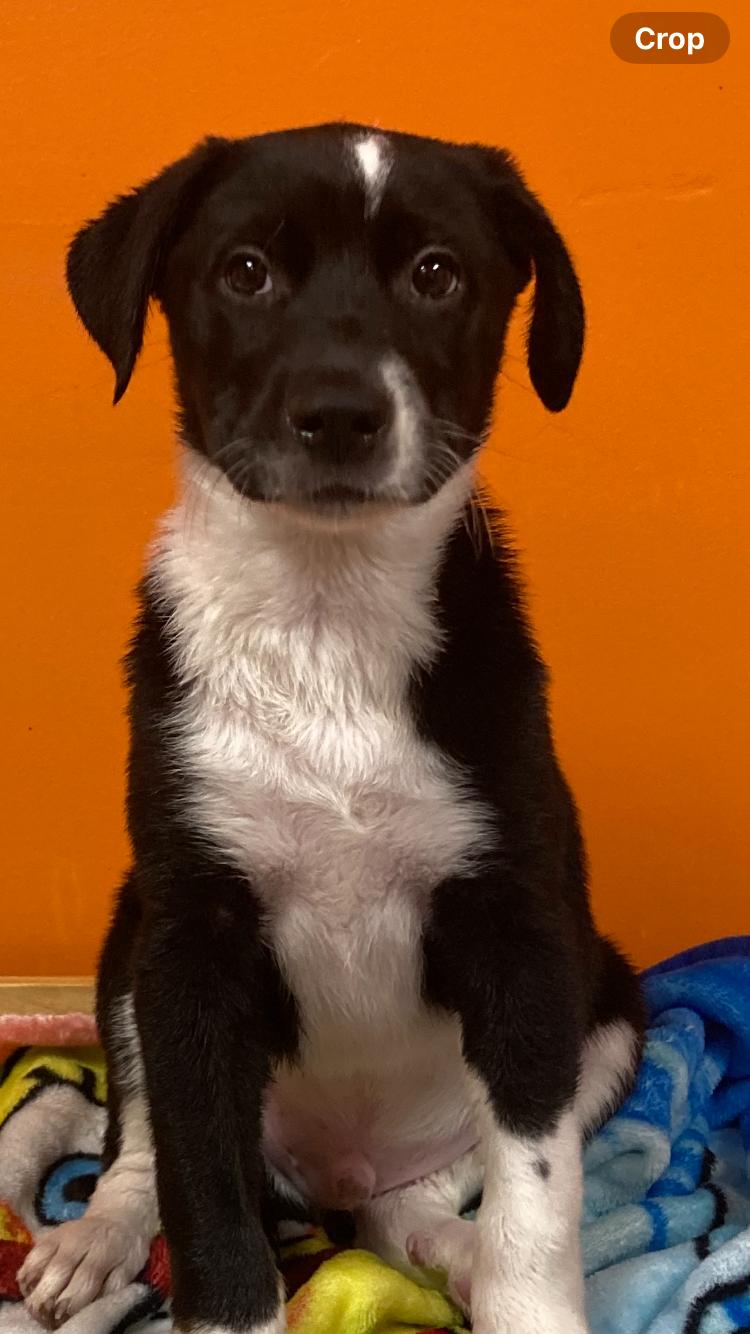 Enlarge Felix, a ADOPTABLE mixed breed in Pensacola, FL image 3/5