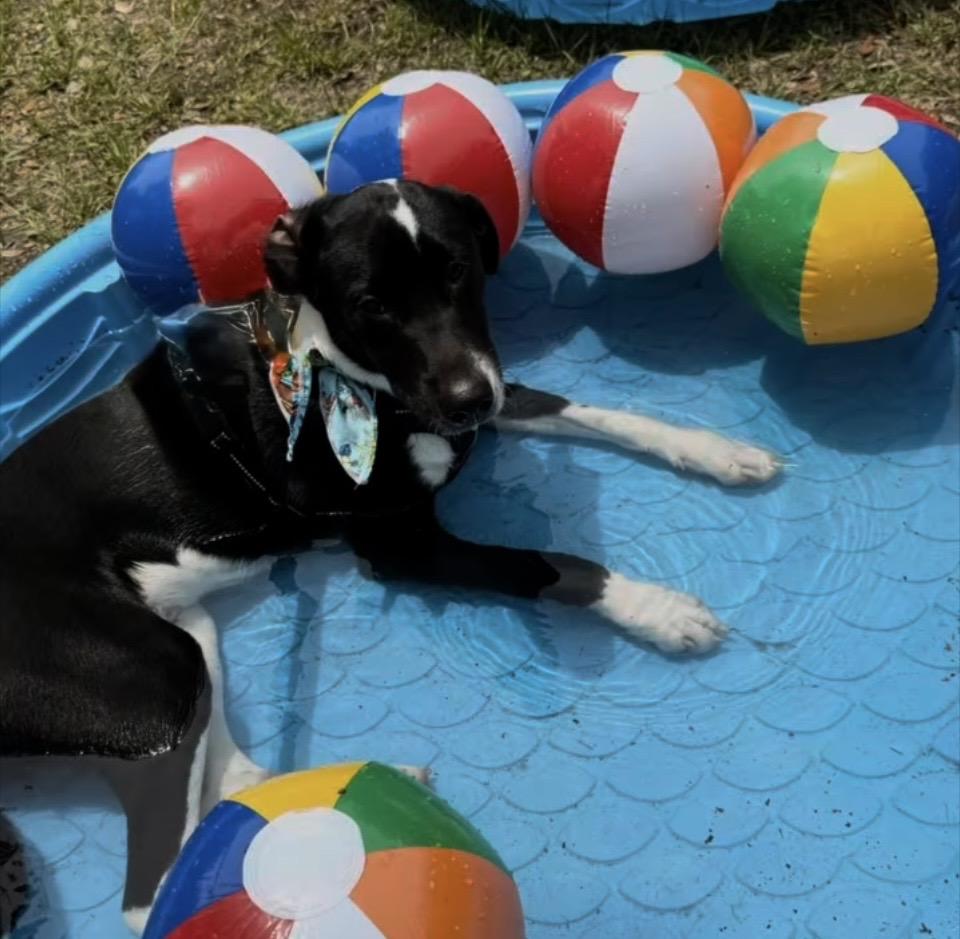 Felix, a ADOPTABLE mixed breed in Pensacola, FL image 2/3