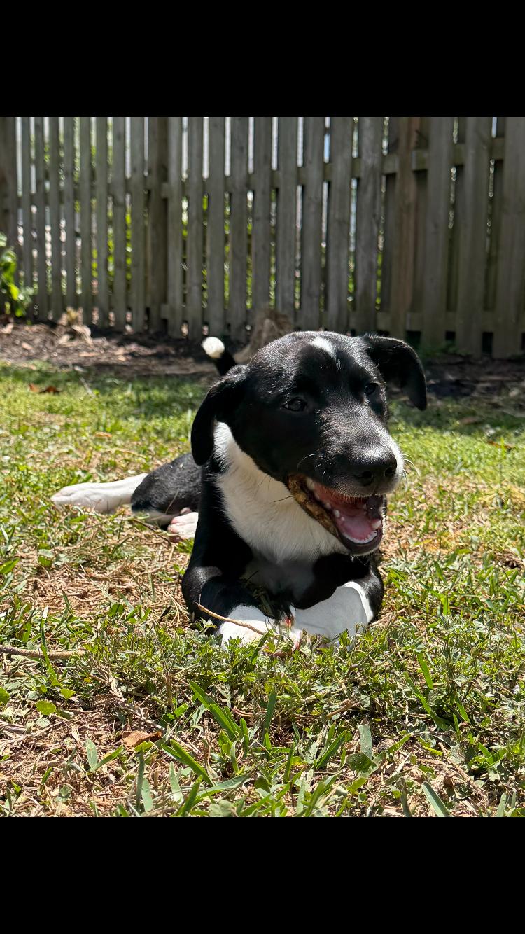 Enlarge Felix, a ADOPTABLE mixed breed in Pensacola, FL image 2/4