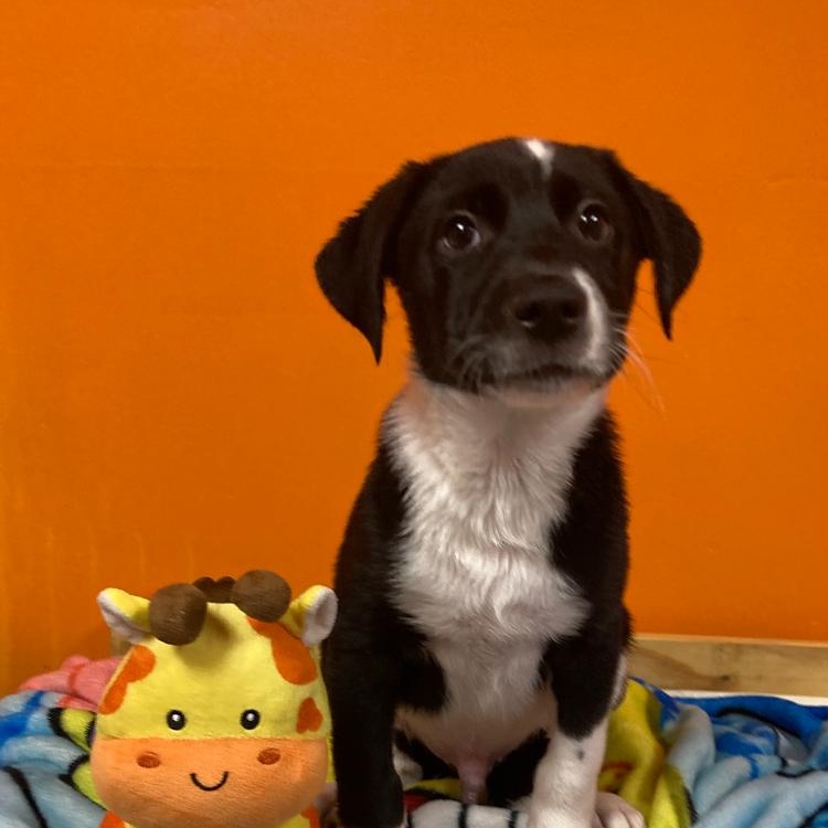 Enlarge Felix, a ADOPTABLE mixed breed in Pensacola, FL image 2/5