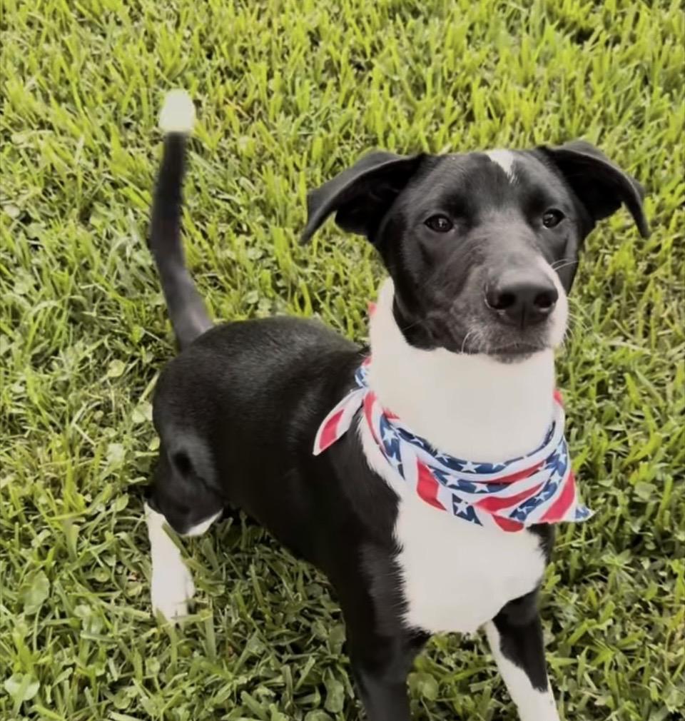Felix, ADOPTABLE, Puppy Male Border Collie.