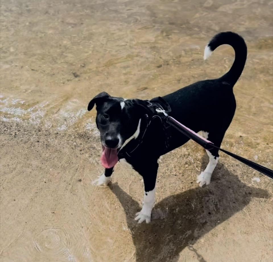 Felix, a ADOPTABLE mixed breed in Pensacola, FL image 3/3