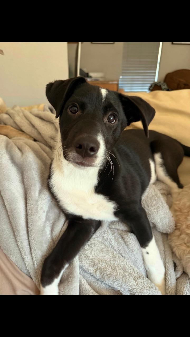 Enlarge Felix, a ADOPTABLE mixed breed in Pensacola, FL image 5/5