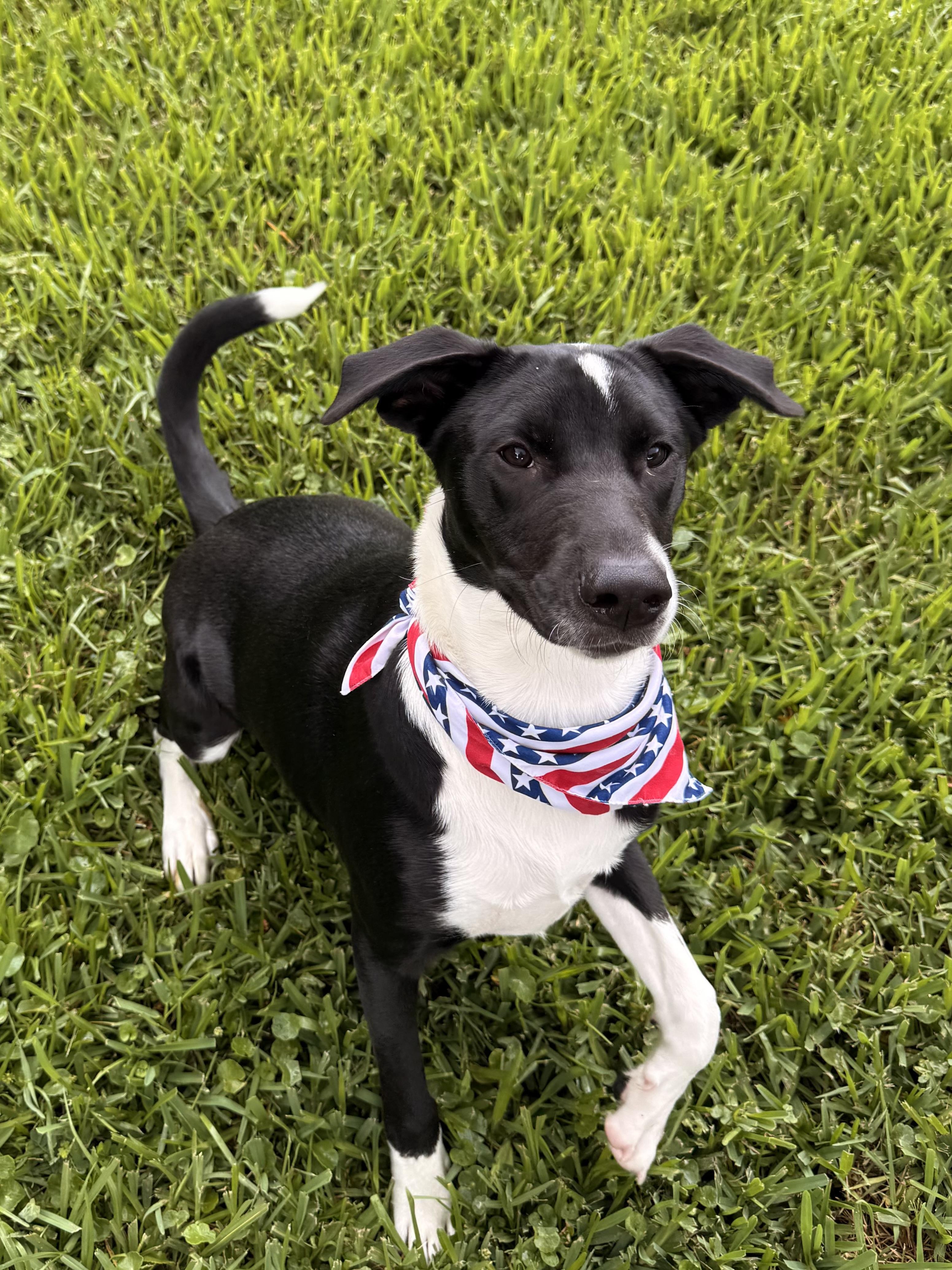 Felix, a ADOPTABLE mixed breed in Pensacola, FL image 2/2