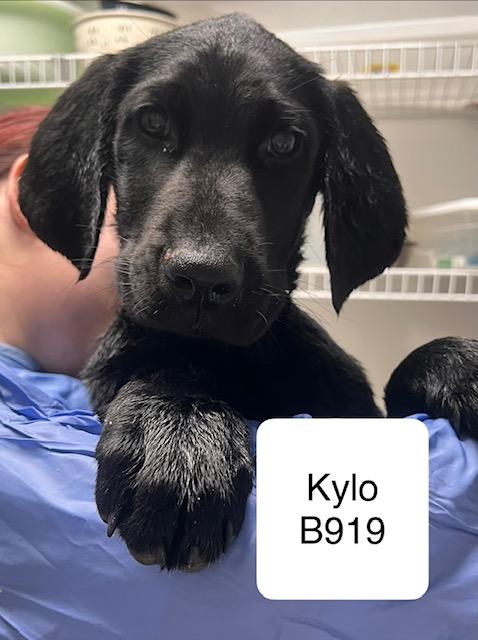 Kylo, ADOPTABLE, Puppy Male Goldendoodle & Pointer.