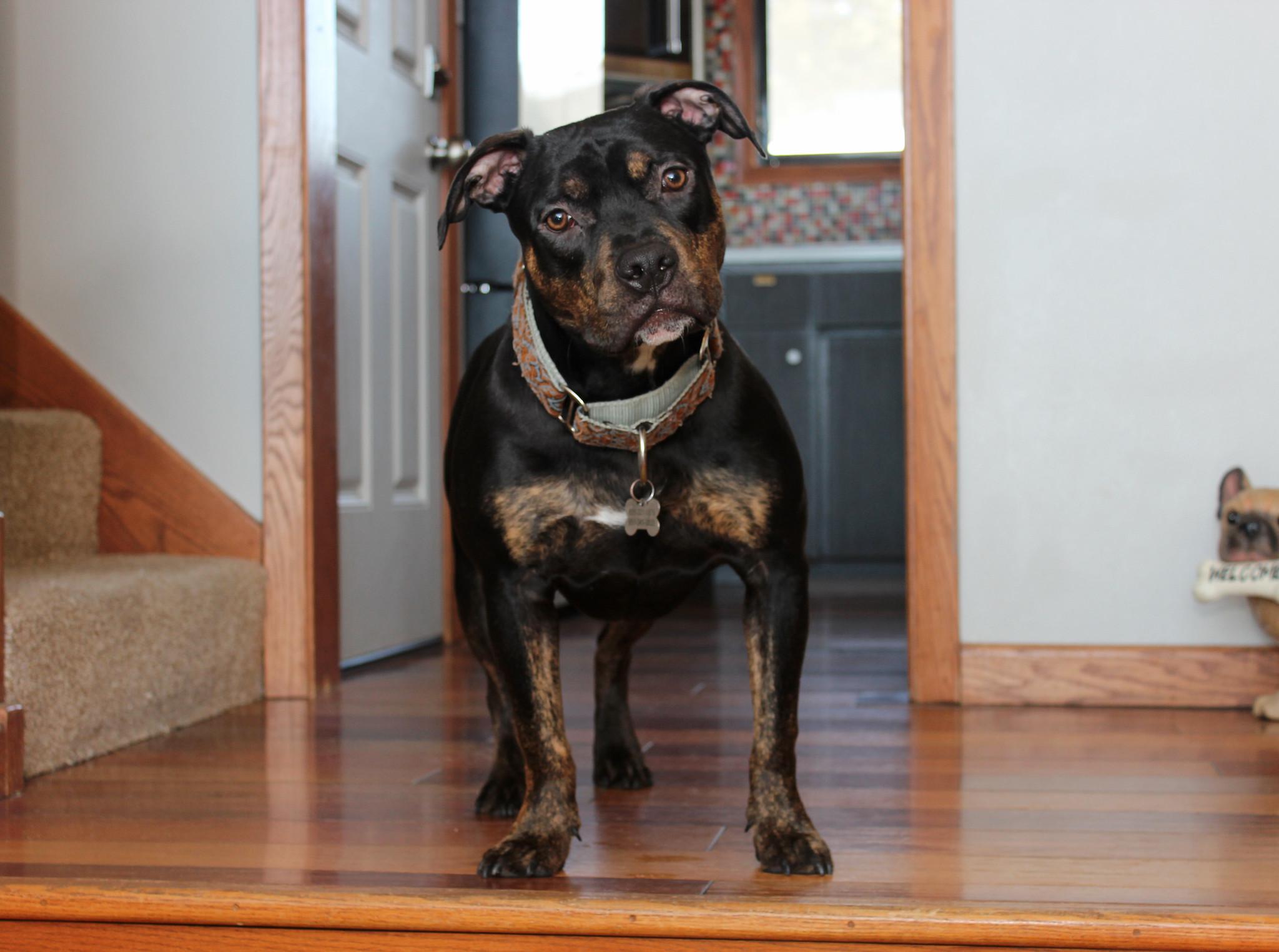 Ike, a Adoptable Terrier in Sioux Falls, SD image 2/6