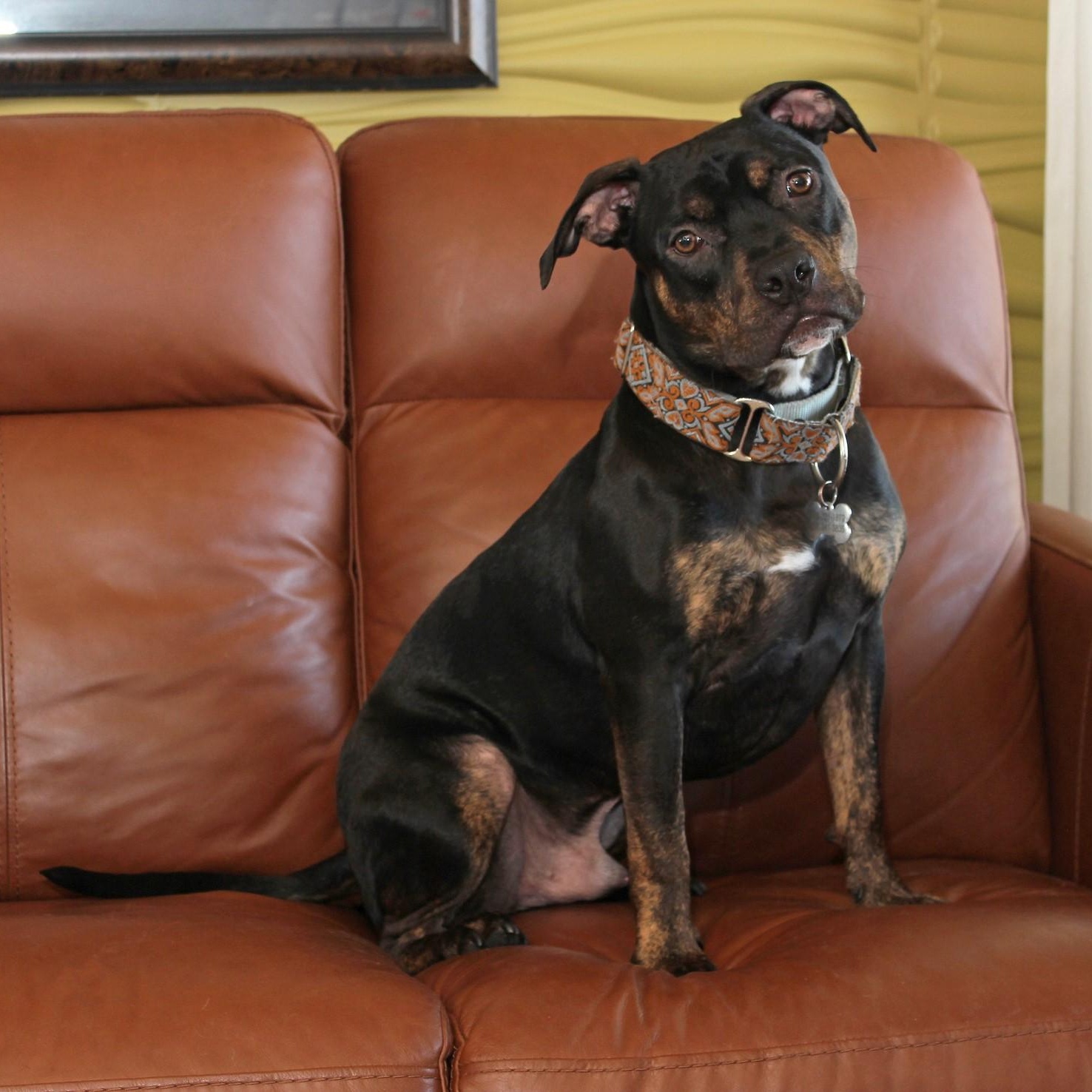 Ike, a Adoptable Terrier in Sioux Falls, SD image 3/6