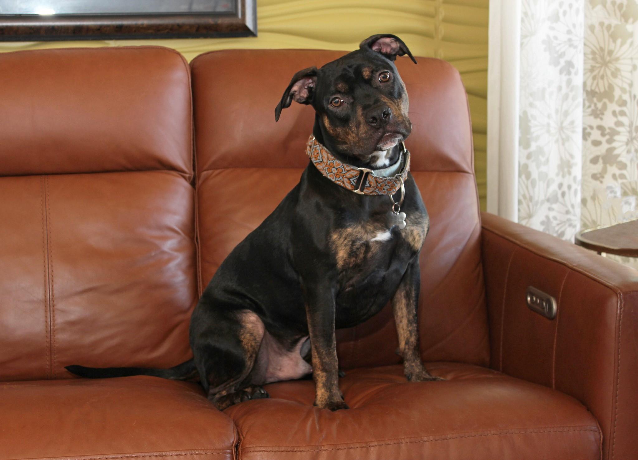 Ike, a Adoptable Terrier in Sioux Falls, SD image 3/6