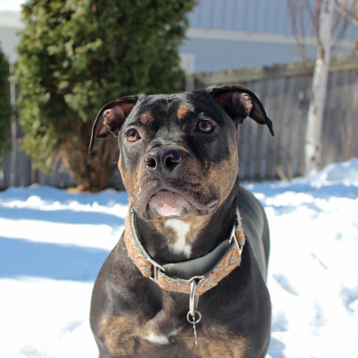 Ike, a Adoptable Terrier in Sioux Falls, SD image 4/6