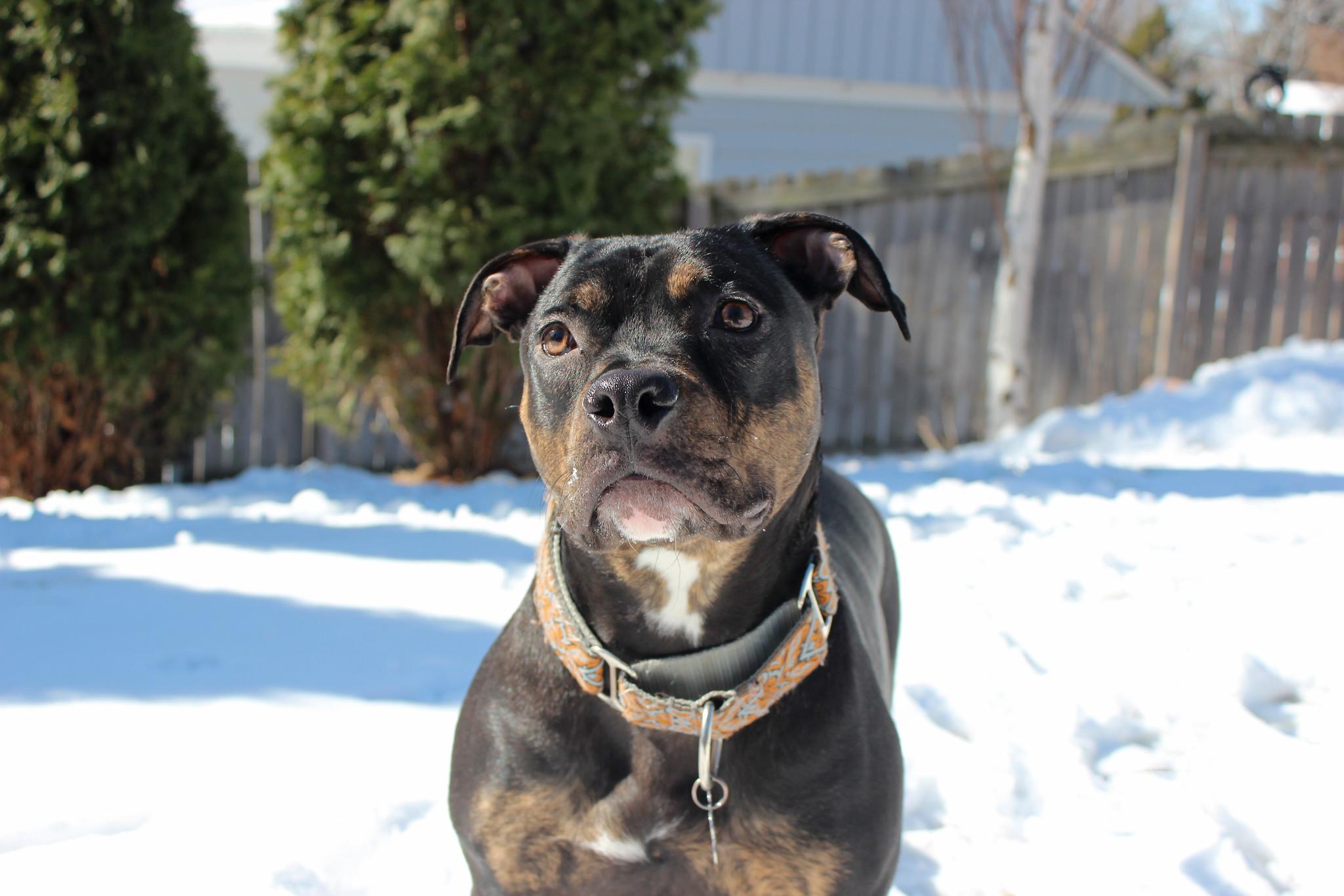 Ike, a Adoptable Terrier in Sioux Falls, SD image 4/6