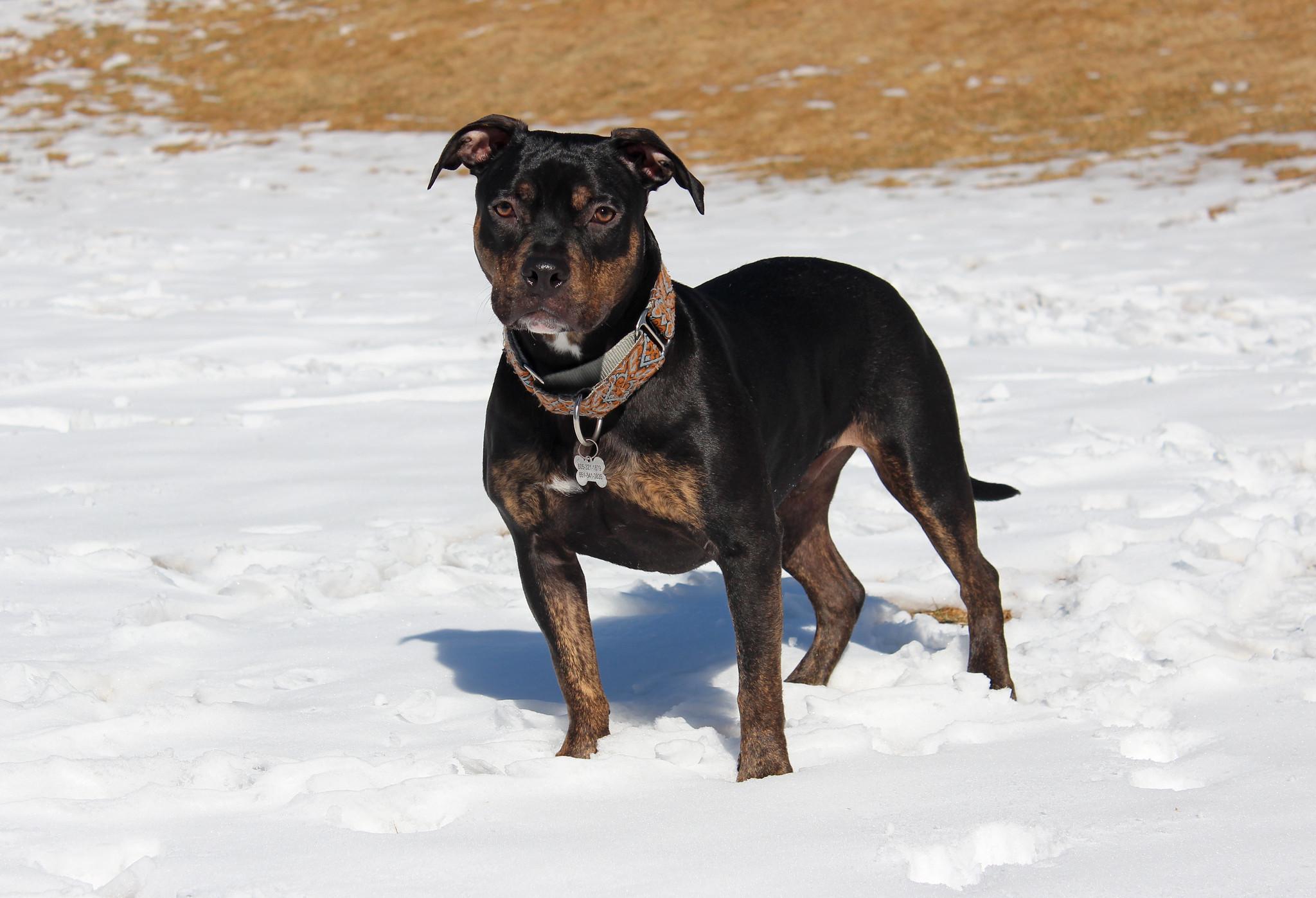 Ike, a Adoptable Terrier in Sioux Falls, SD image 5/6