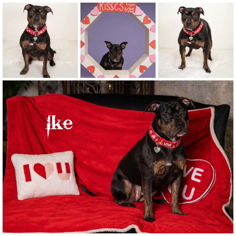 Ike, Adoptable, Young Male Terrier.