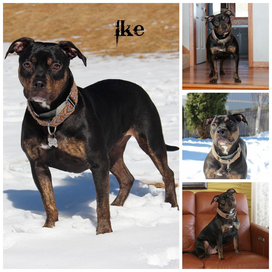 Ike, Adoptable, Young Male Terrier.