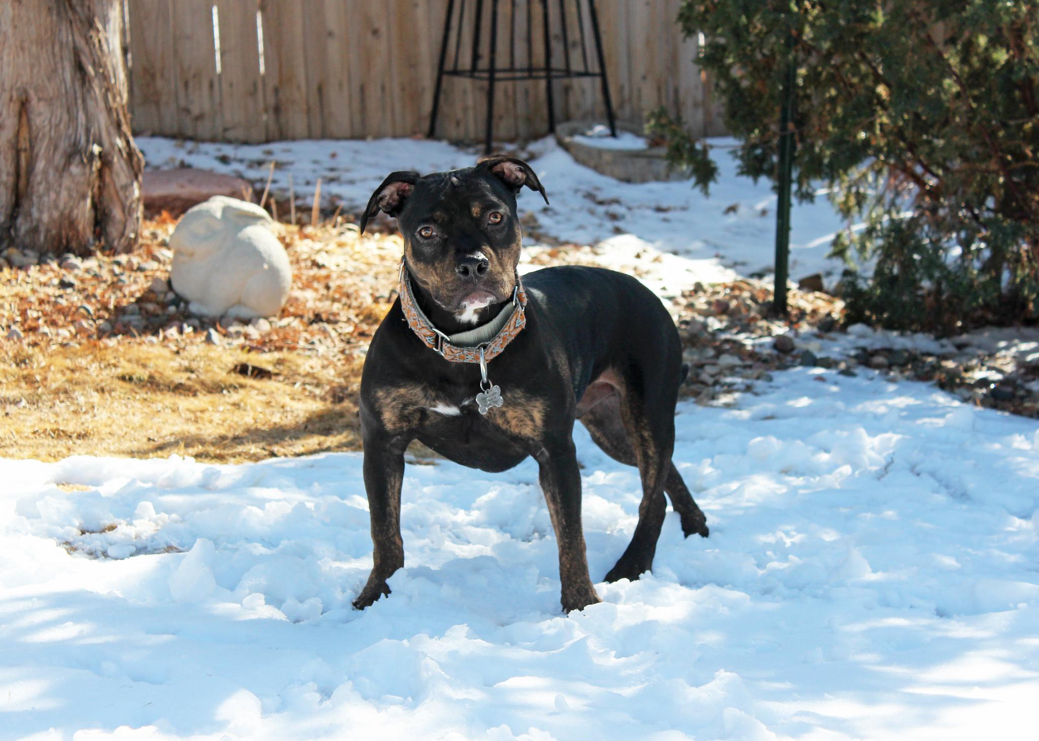 Ike, a Adoptable Terrier in Sioux Falls, SD image 6/6