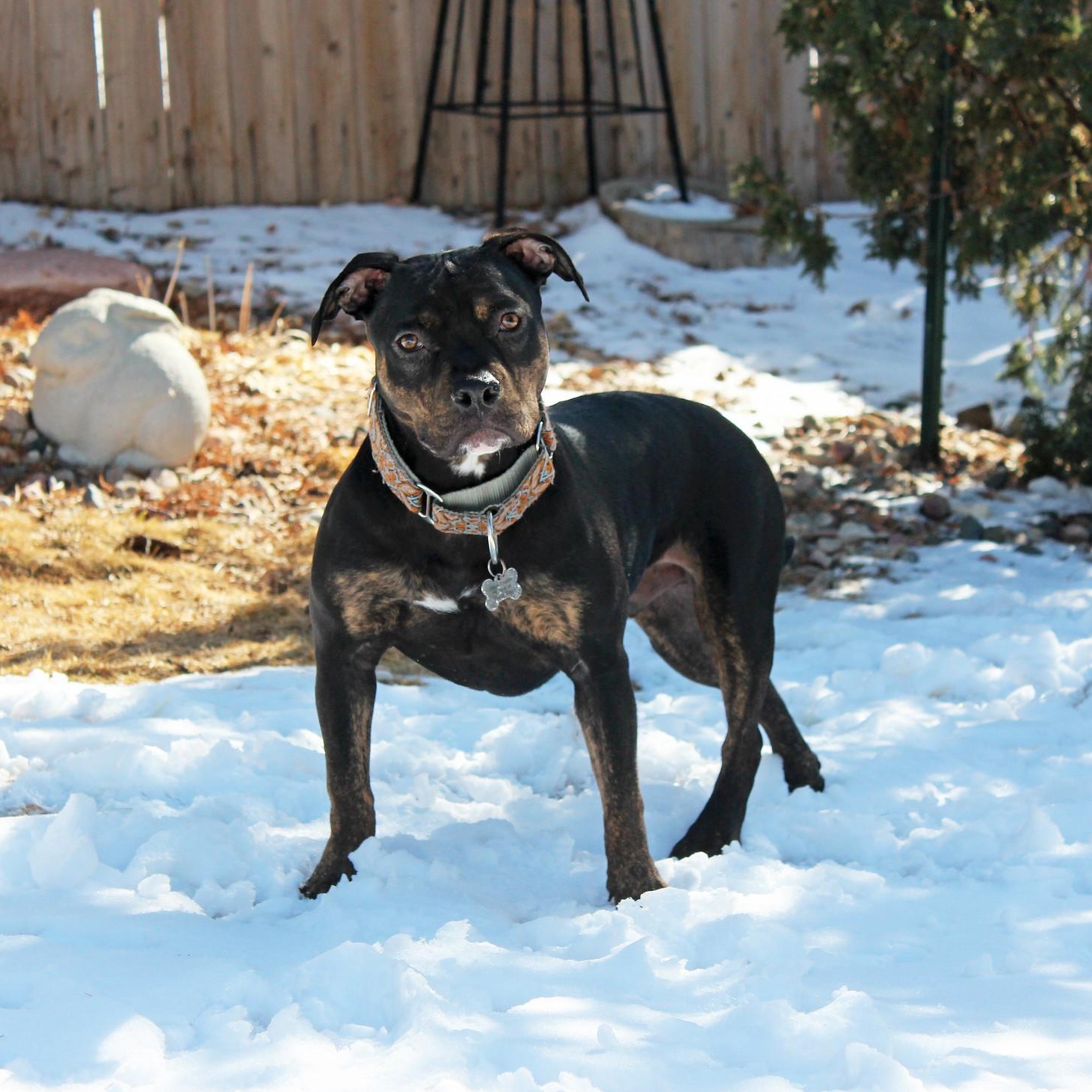 Ike, a Adoptable Terrier in Sioux Falls, SD image 6/6