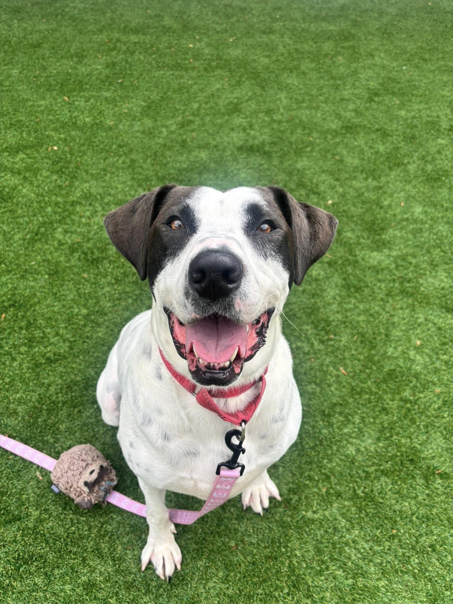 Rocky Dude, Adoptable, Young Male Bull Terrier.
