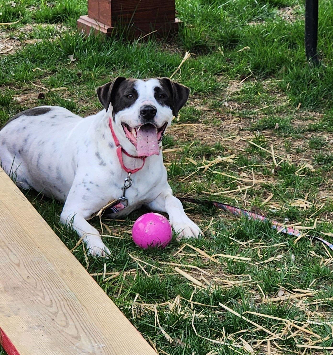 Enlarge Rocky Dude, a Adoptable Bull Terrier in New Castle, DE image 2/3