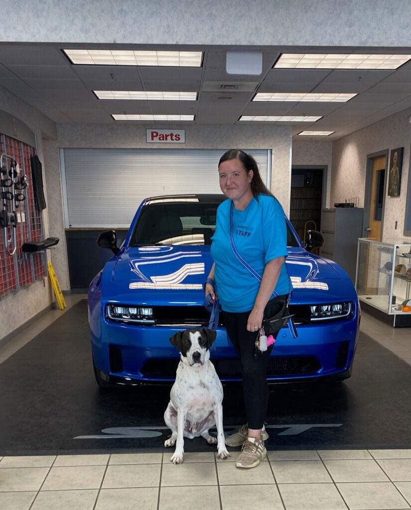 Enlarge Rocky Dude, a Adoptable Bull Terrier in New Castle, DE image 3/3