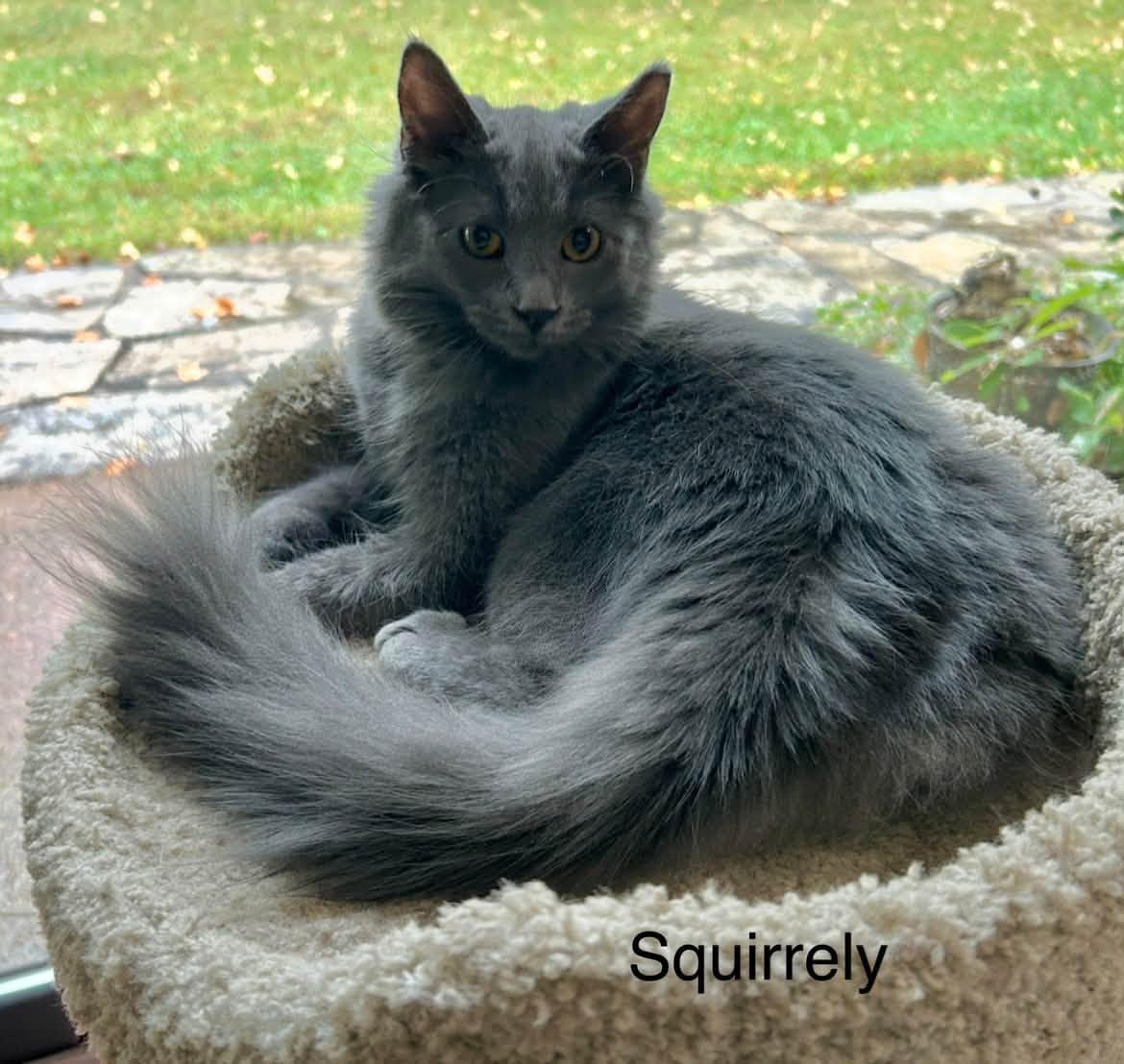 Enlarge Squirrely, a Adoptable Domestic Long Hair in Herculaneum, MO image 1/1