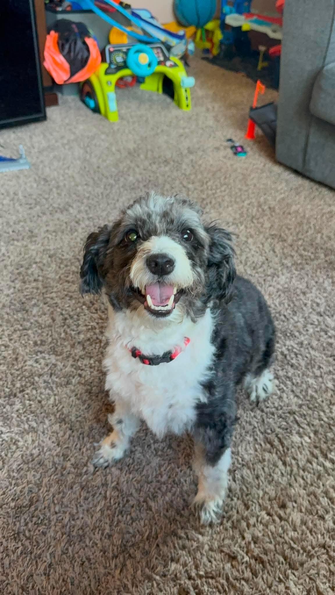 Yadi, an adopted mixed breed in Byron, IL image 3/5