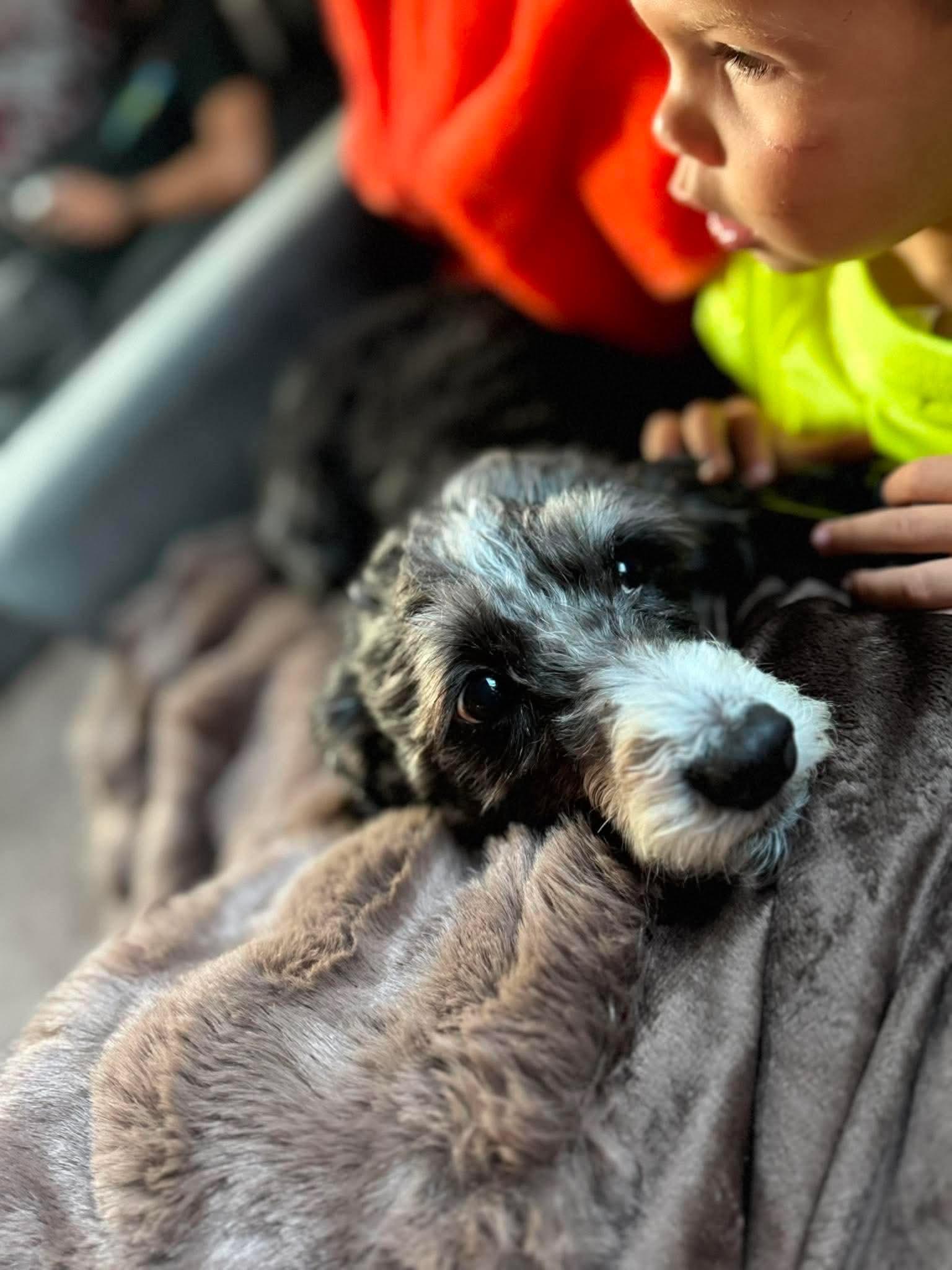 Yadi, an adopted mixed breed in Byron, IL image 5/5
